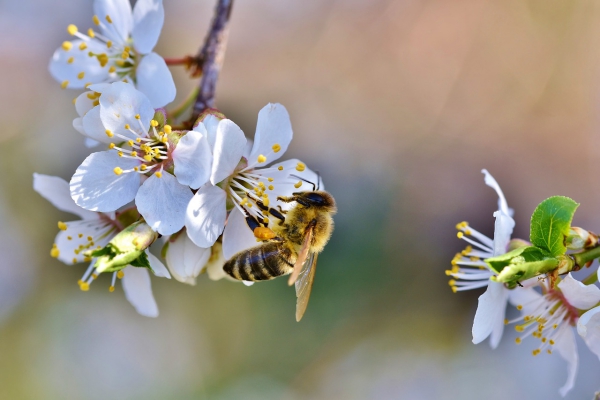 Bienenfreundlicher Garten So locken Sie die fleißigen Bestäuber an baum blüten kirsche biene