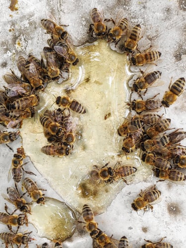 Bienenfreundlicher Garten So locken Sie die fleißigen Bestäuber an bienen füttern zucker saft
