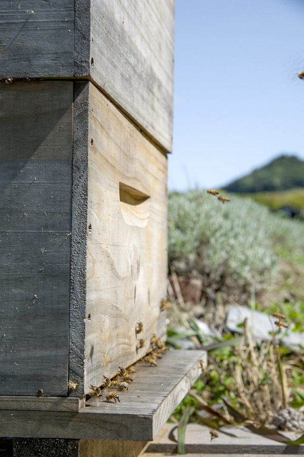 Bienenfreundlicher Garten So locken Sie die fleißigen Bestäuber an bienen haus bienenstock im garten