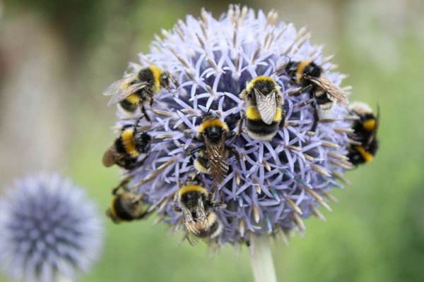 Bienenfreundlicher Garten So locken Sie die fleißigen Bestäuber an bienen um lila blume bestäuber