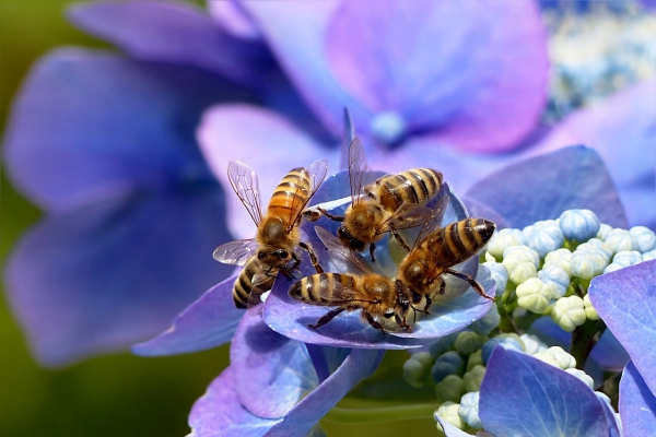 Bienenfreundlicher Garten So locken Sie die fleißigen Bestäuber an lila blumen mit vielen bienen
