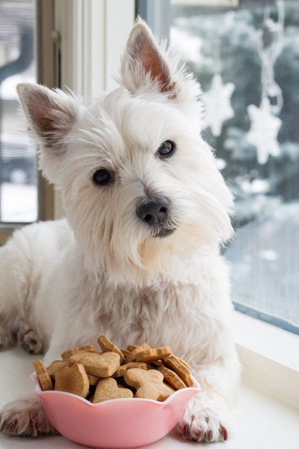 Gesunde Hundekekse zum Erziehen und Belohnen leckere kekse hund belohnung