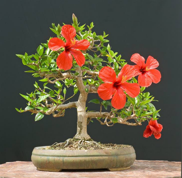 Hibiskus Pflege und Wissenswertes über den Chinesischen Roseneibisch bonsai sorte im topf blüten rot