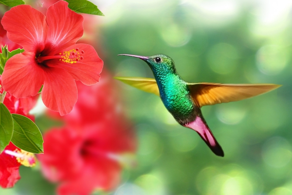 Hibiskus Pflege und Wissenswertes über den Chinesischen Roseneibisch exotische pflanzen kolibri magneten