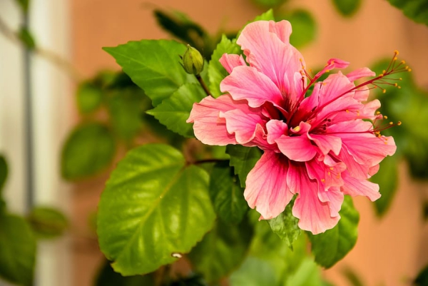 Hibiskus Pflege und Wissenswertes über den Chinesischen Roseneibisch garten pflanzen balkon terrasse schön rosa