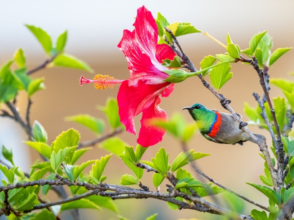 Hibiskus Pflege und Wissenswertes über den Chinesischen Roseneibisch kleiner vogel kolibri blüten exotisch