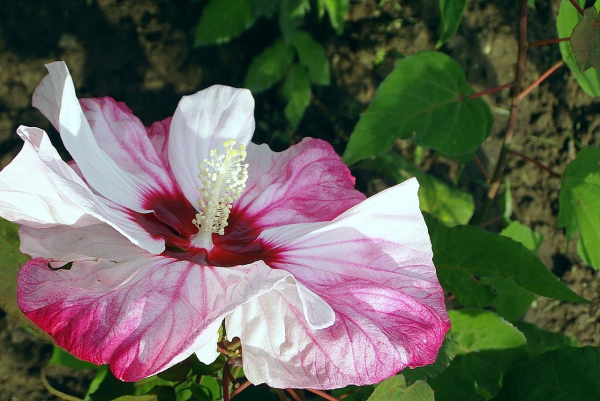 Hibiskus Pflege und Wissenswertes über den Chinesischen Roseneibisch lila weiße blumen groß schön