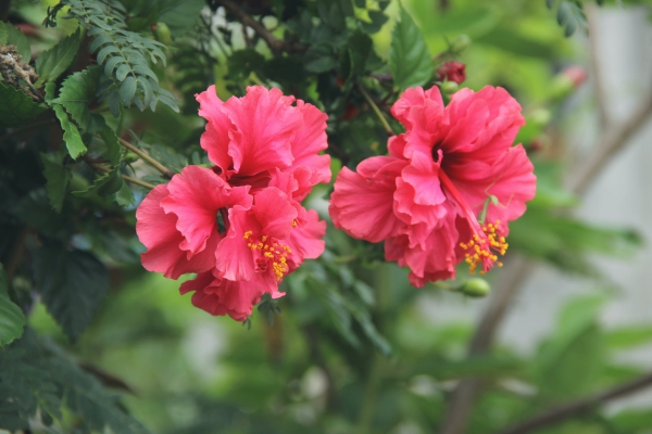 Hibiskus Pflege und Wissenswertes über den Chinesischen Roseneibisch rosa blüten schön garten
