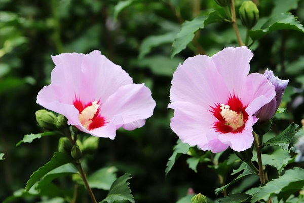 Hibiskus Pflege und Wissenswertes über den Chinesischen Roseneibisch scharon rose garten strauch