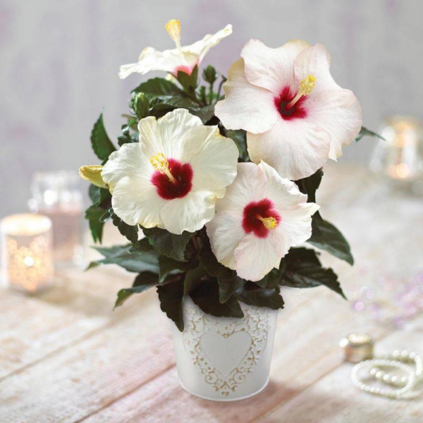 Hibiskus Pflege und Wissenswertes über den Chinesischen Roseneibisch weiße blüten rote mitte schön