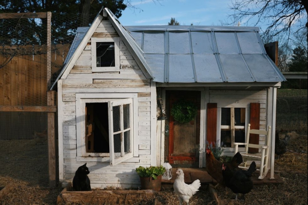 Hühnerstall einrichten – Ideen und Tipps für glückliche Hühner haus ähnlicher stall für hühner