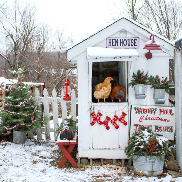 Hühnerstall einrichten – Ideen und Tipps für glückliche Hühner hühner stall winter garten