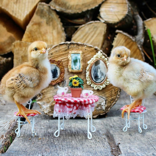 Hühnerstall einrichten – Ideen und Tipps für glückliche Hühner niedliche kücken romantische date