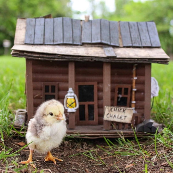 Hühnerstall einrichten – Ideen und Tipps für glückliche Hühner niedliches küken mit haus spielzeug