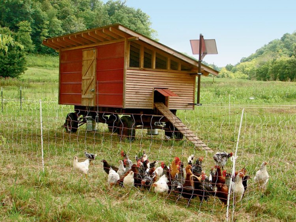 Hühnerstall einrichten – Ideen und Tipps für glückliche Hühner stall auf räder freilauf