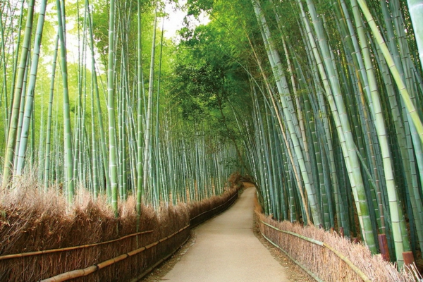 Möbel aus Bambus China Bambuswald