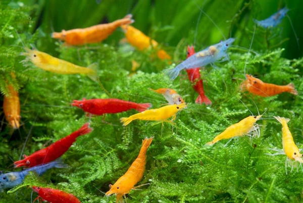 Nano Aquarium einrichten – Ideen und Tipps für den kleinen Fischtank bunte garnelen gelb rot orange blau