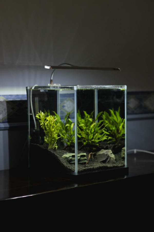 Nano Aquarium einrichten – Ideen und Tipps für den kleinen Fischtank dunkles fischbecken mit echten pflanzen