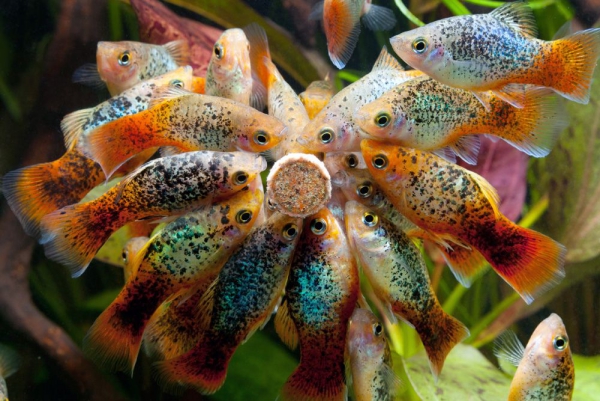 Nano Aquarium einrichten – Ideen und Tipps für den kleinen Fischtank futtertableten und bunte platy fische