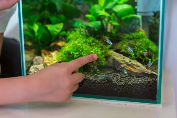 Nano Aquarium einrichten – Ideen und Tipps für den kleinen Fischtank kleiner tabletop fischtank haustiere