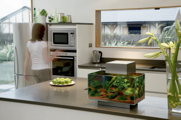 Nano Aquarium einrichten – Ideen und Tipps für den kleinen Fischtank moderne küche mit kleinen fischbecken