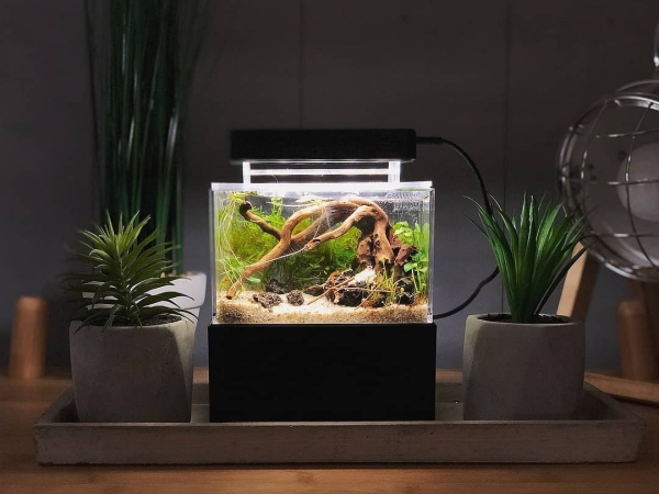 Nano Aquarium einrichten – Ideen und Tipps für den kleinen Fischtank tisch deko dunkel fischbecken