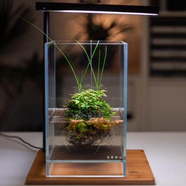 Nano Aquarium einrichten – Ideen und Tipps für den kleinen Fischtank wasserpflanzen im und außer wasser