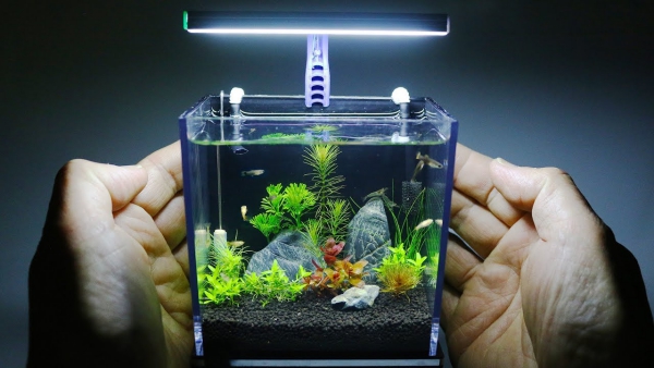 Nano Aquarium einrichten – Ideen und Tipps für den kleinen Fischtank winziges aquarium mit fischen