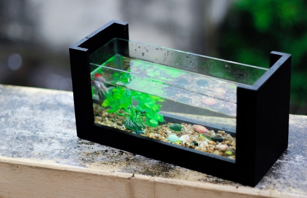 Nano Aquarium einrichten – Ideen und Tipps für den kleinen Fischtank winziges fischbecken pflanzen