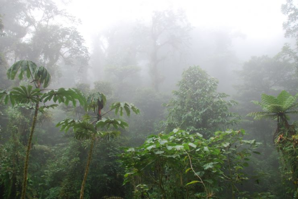 nobosa floresta regenwald ecuador