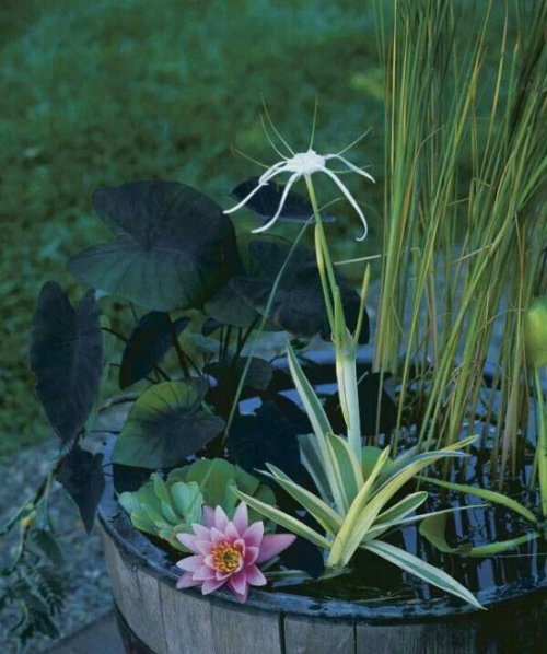 Miniteich anlegen schöner Anblick interessante Wasserpflanzen