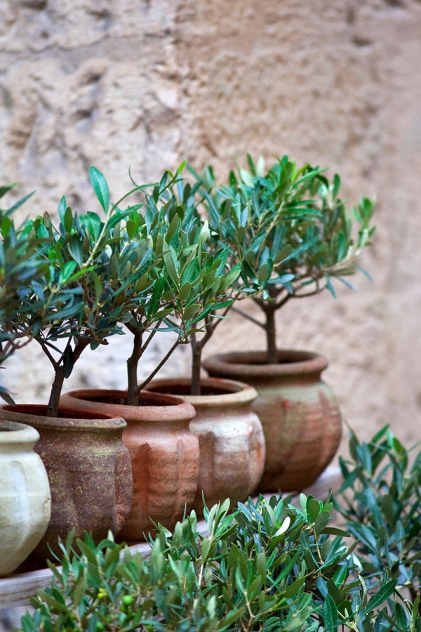 Olivenbaum Pflege im Topf oder Garten – Wissenswertes und Tipps für Hobbygärtner balkon pflanze klein töpfe