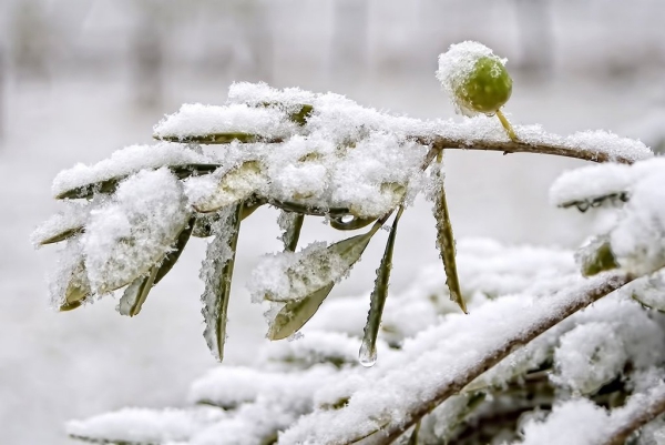 Olivenbaum Pflege im Topf oder Garten – Wissenswertes und Tipps für Hobbygärtner baum im schnee kälte beständig