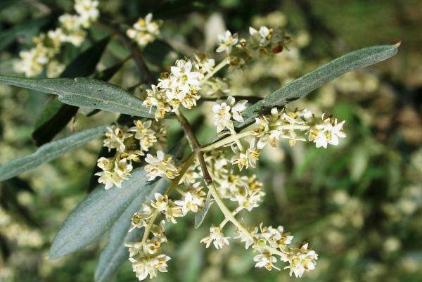 Olivenbaum Pflege im Topf oder Garten – Wissenswertes und Tipps für Hobbygärtner blüten der olive weiß aromatisch
