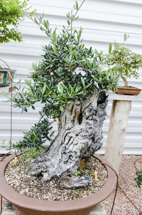 Olivenbaum Pflege im Topf oder Garten – Wissenswertes und Tipps für Hobbygärtner bonsai oliven baum dicker stamm