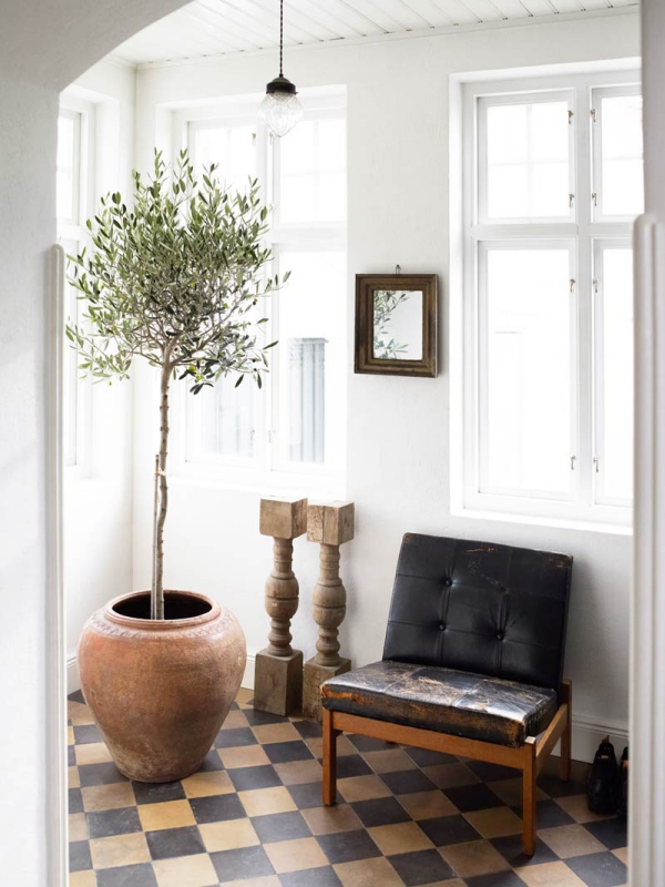 Olivenbaum Pflege im Topf oder Garten – Wissenswertes und Tipps für Hobbygärtner flur wohnzimmer pflanze terracotta