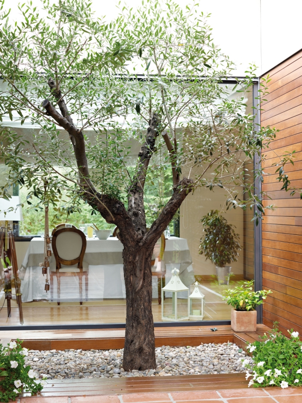 Olivenbaum Pflege im Topf oder Garten – Wissenswertes und Tipps für Hobbygärtner garten minigarten innengarten baum kiesel steine