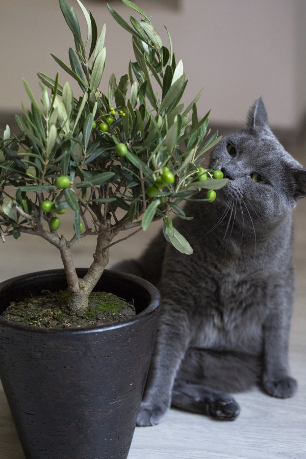 Olivenbaum Pflege im Topf oder Garten – Wissenswertes und Tipps für Hobbygärtner katze und olivenbaum im topf