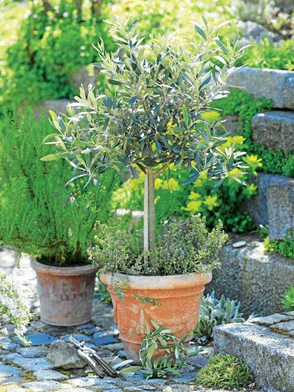 Olivenbaum Pflege im Topf oder Garten – Wissenswertes und Tipps für Hobbygärtner kleiner baum für den garten topf