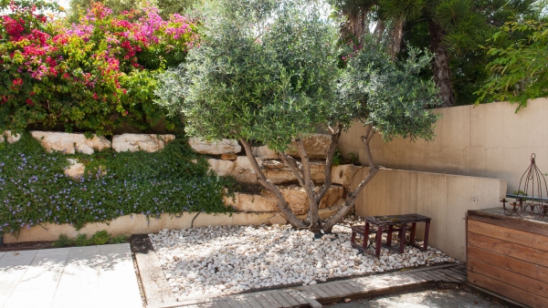 Olivenbaum Pflege im Topf oder Garten – Wissenswertes und Tipps für Hobbygärtner olive im garten blumen steingarten