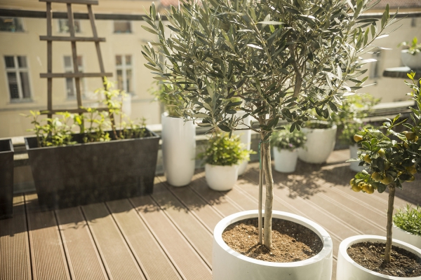 Olivenbaum Pflege im Topf oder Garten – Wissenswertes und Tipps für Hobbygärtner oliven für den balkon terrasse