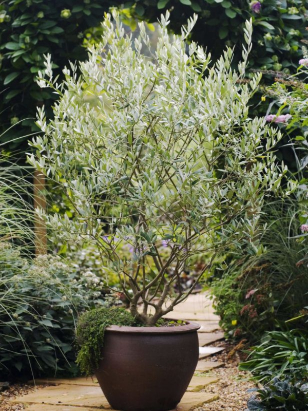 Olivenbaum Pflege im Topf oder Garten – Wissenswertes und Tipps für Hobbygärtner topf olive schwarz natürlich garten