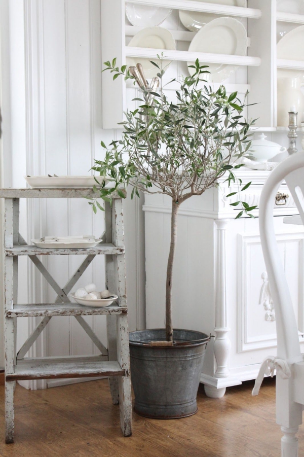 Olivenbaum Pflege im Topf oder Garten – Wissenswertes und Tipps für Hobbygärtner wohnzimmer mittelmeer stil eimer