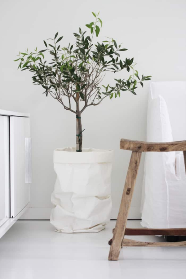Olivenbaum Pflege im Topf oder Garten – Wissenswertes und Tipps für Hobbygärtner wohnzimmer topf sack weiß