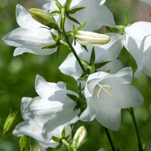 Pflegeleichte blühende und immergrüne Schattenpflanzen für den Garten campanula glockenblumen weiß schön