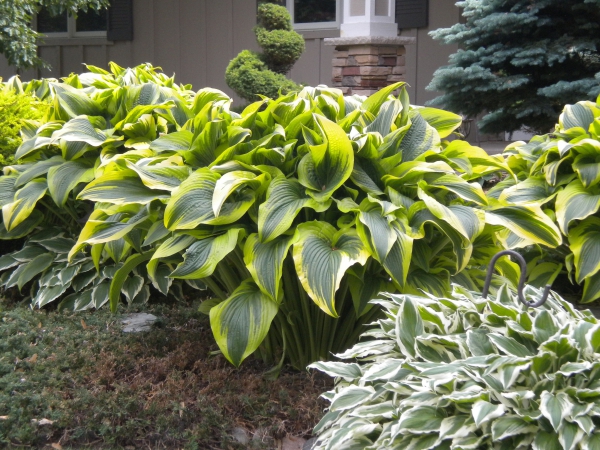 Pflegeleichte blühende und immergrüne Schattenpflanzen für den Garten funkien hosta verschiedene blätter