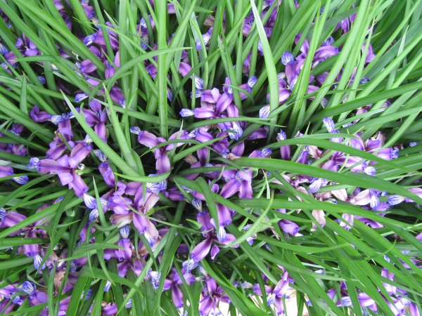 Pflegeleichte blühende und immergrüne Schattenpflanzen für den Garten glas schwertlilie iris klein