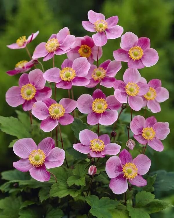 Pflegeleichte blühende und immergrüne Schattenpflanzen für den Garten herbst anemone hupehensis lila rosa
