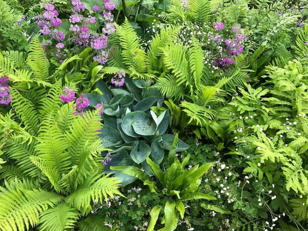 Pflegeleichte blühende und immergrüne Schattenpflanzen für den Garten immergrün und blühend farn rosa
