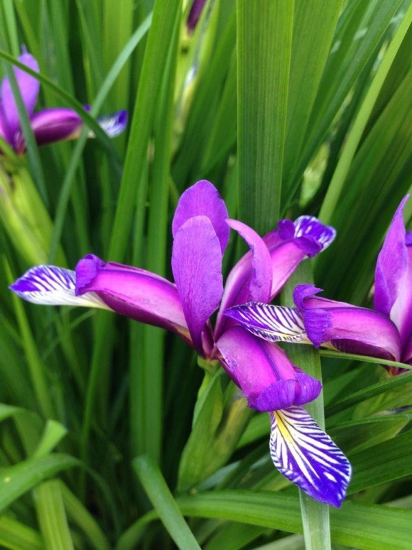 Pflegeleichte blühende und immergrüne Schattenpflanzen für den Garten iris graminea blüte klein